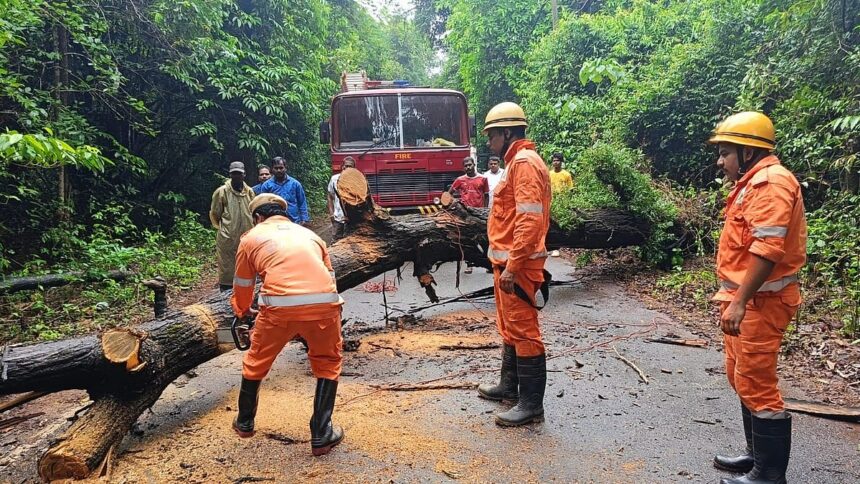 Tree Falls on Main Road in Sulcorna, Sanguem; Traffic Restored After Quick Response 1 Tree Falls on Main Road in Sulcorna, Sanguem; Traffic Restored After Quick Response