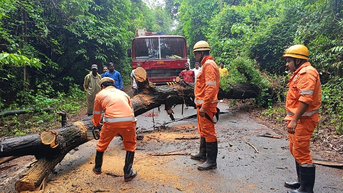 Tree Falls on Main Road in Sulcorna, Sanguem; Traffic Restored After Quick Response