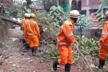Tree Falls on Road at Duler Dangui Colony, Prompt Fire Officials Tackle the Situation
