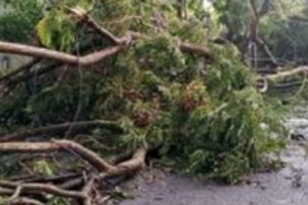 Tree branch falls on 81-yr-old at Rachol, dies of injuries