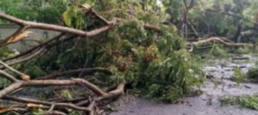 Tree branch falls on 81-yr-old at Rachol, dies of injuries