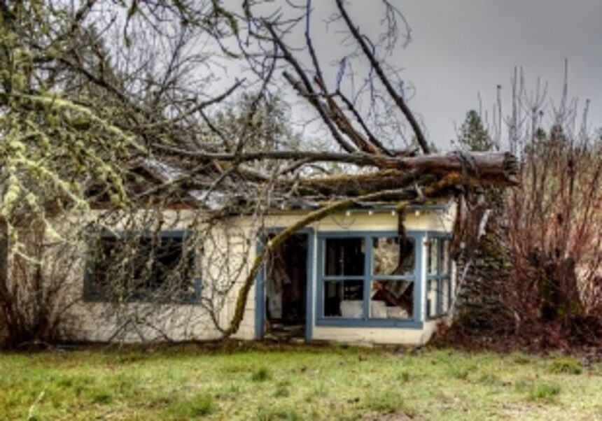 Tree collapses on house