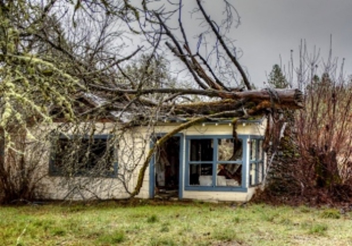 Tree collapses on house