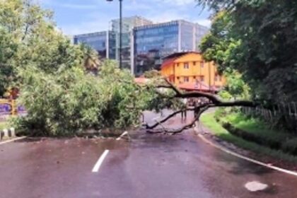 Tree collapses opposite Panjim KTC bus stand; no injuries reported.