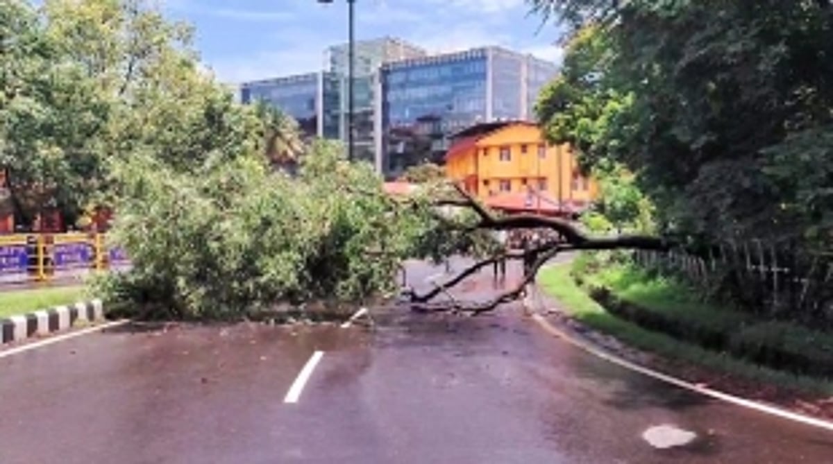 Tree collapses opposite Panjim KTC bus stand; no injuries reported.