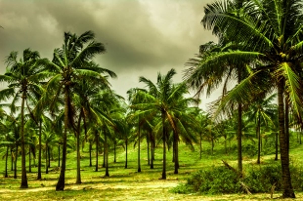 Tree cover in State reduces by 50 sq kms in 2 yrs