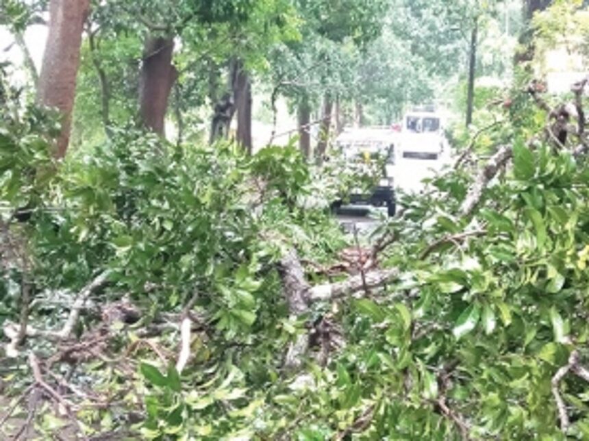 Tree crashes, disrupts traffic along Kavlem-Durbhat road
