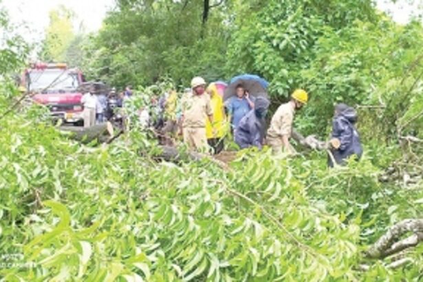 Tree crashes in Sanguem, disrupts  traffic for nearly half-an-hour