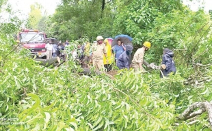 Tree crashes in Sanguem, disrupts  traffic for nearly half-an-hour
