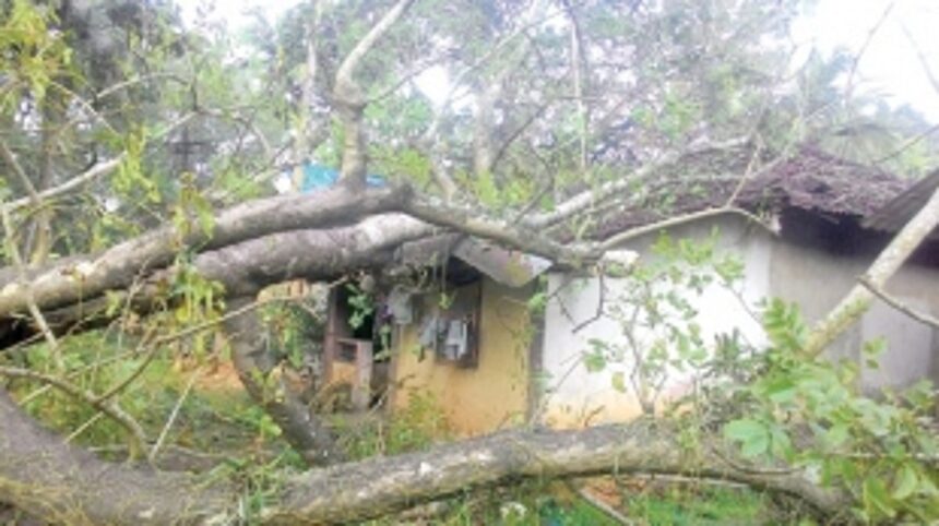 Tree crashes on Velsao house, inmates escape unhurt