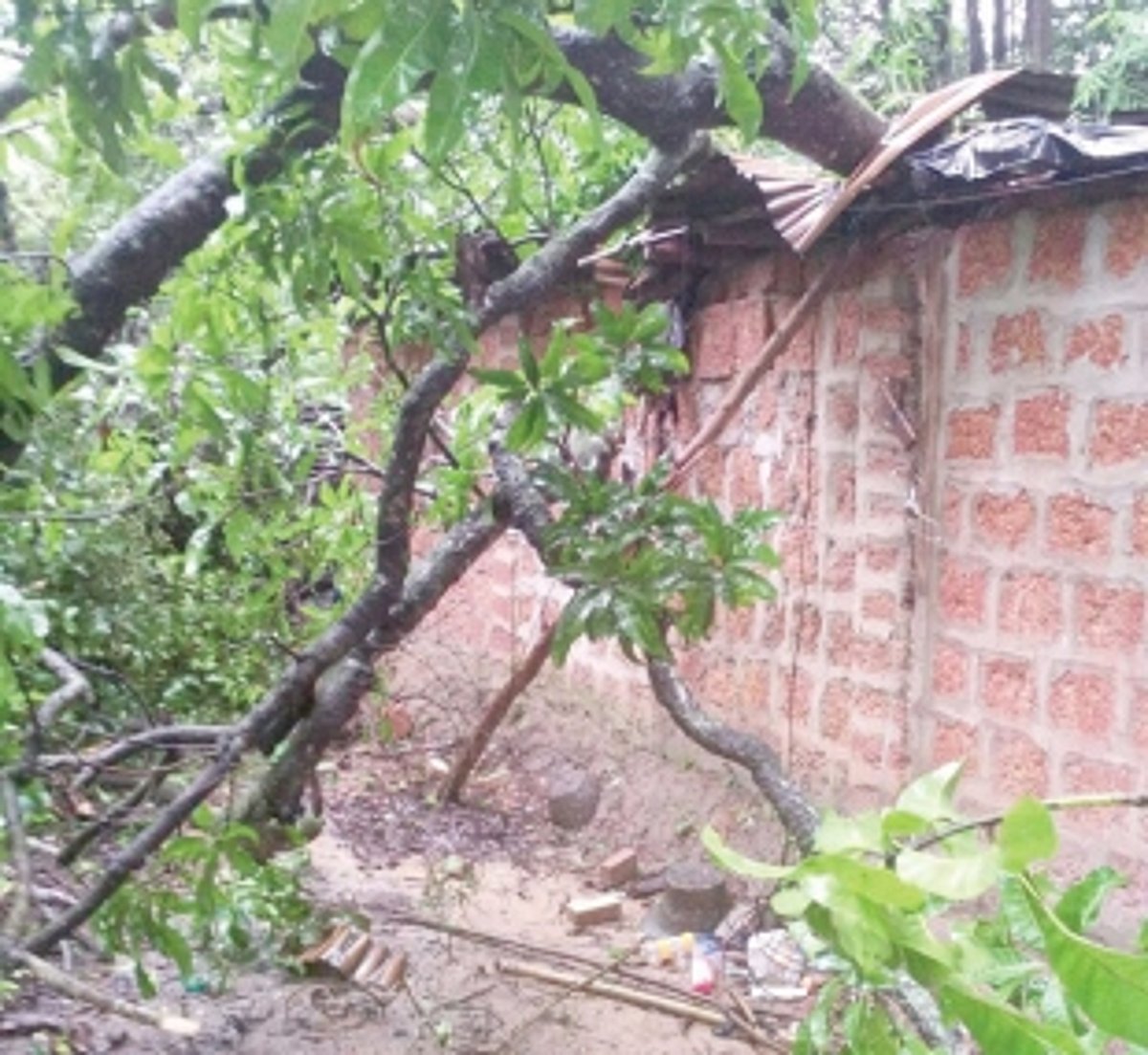 Tree crashes on house at Guirim; Firemen keep off fearing danger