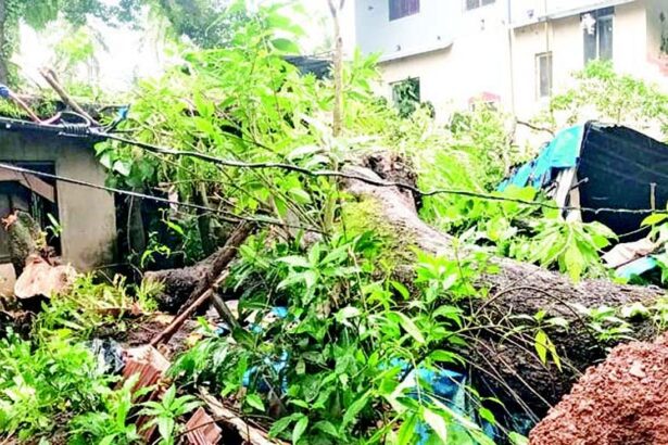 Tree crashes on hut in Kavlem, woman rendered homeless