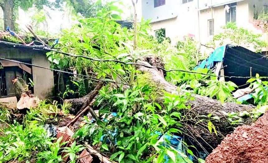 Tree crashes on hut in Kavlem, woman rendered homeless 1 Tree crashes on hut in Kavlem, woman rendered homeless