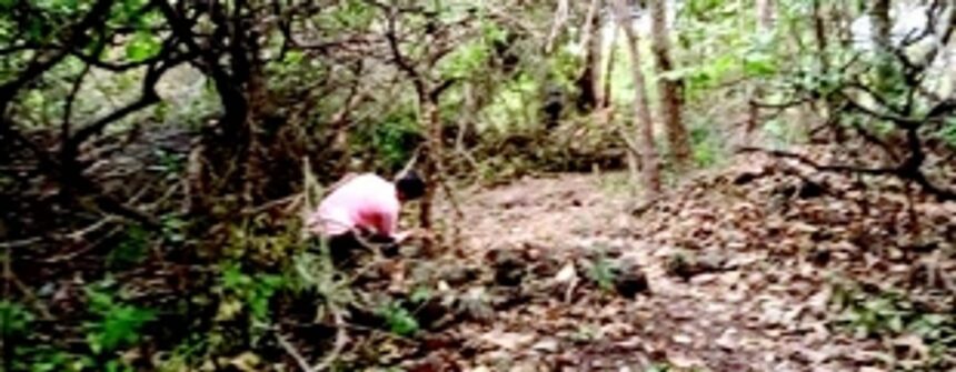 Tree cutting at Sinquerim continues despite complaints: NGO