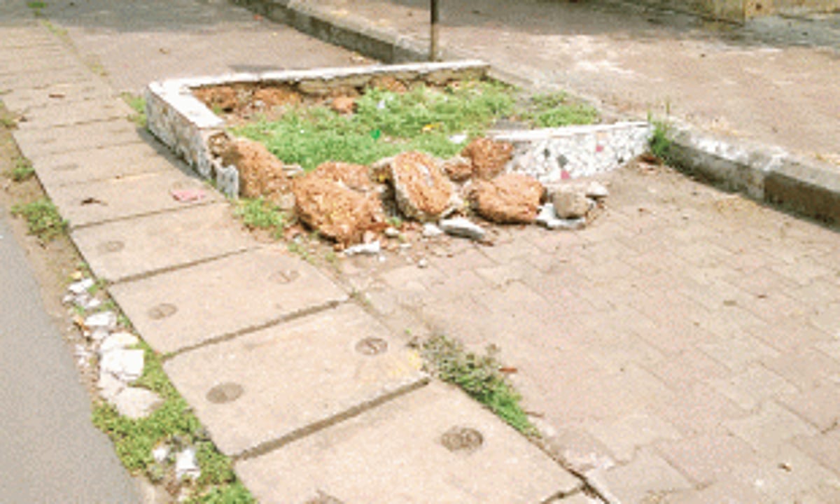 Tree enclosures in pathetic condition in Vasco