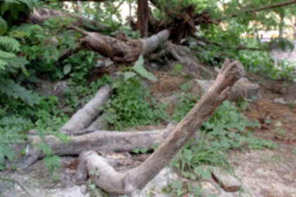 Tree fall causes traffic jam at Talaulim