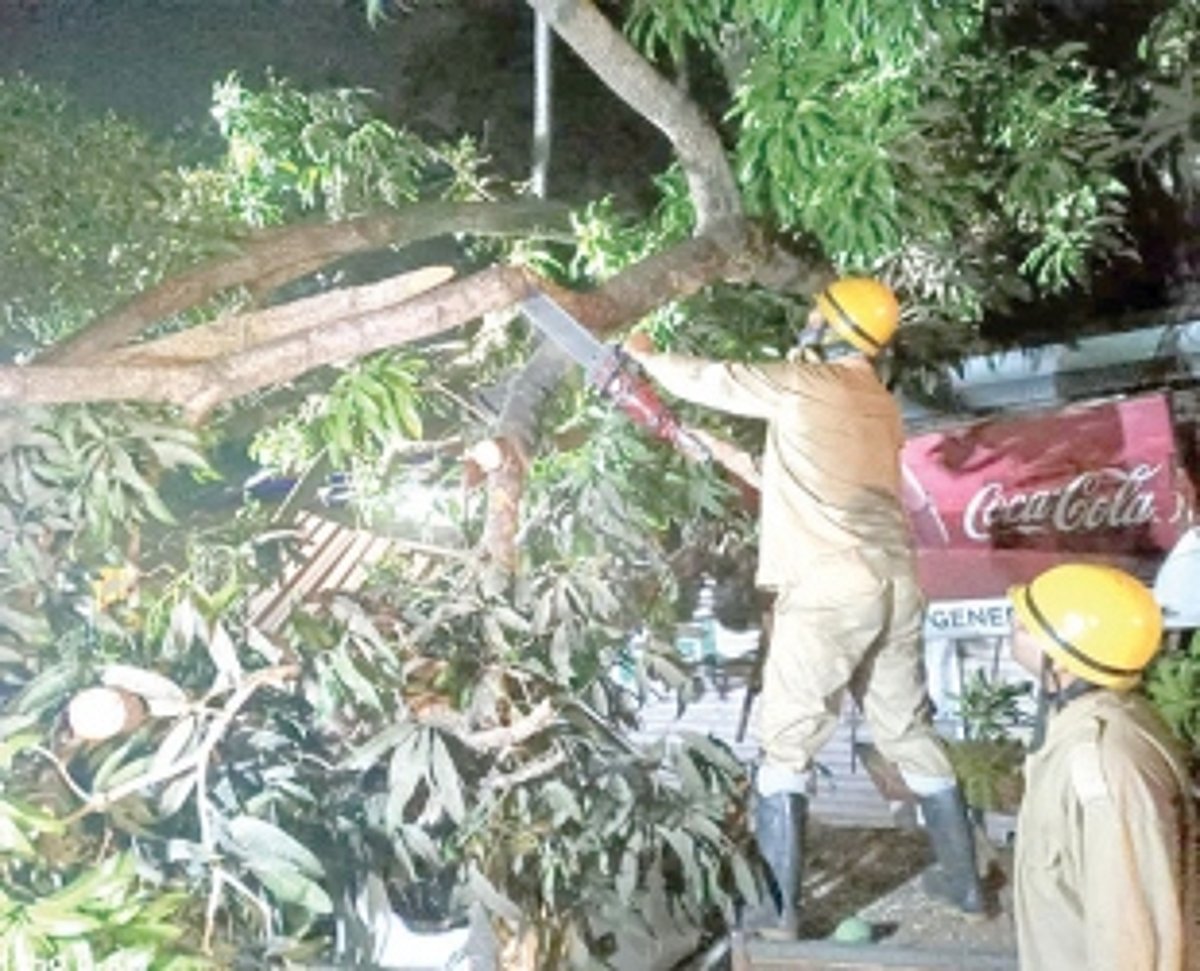 Tree falls in Saligao, 3 shops, bike and car damaged