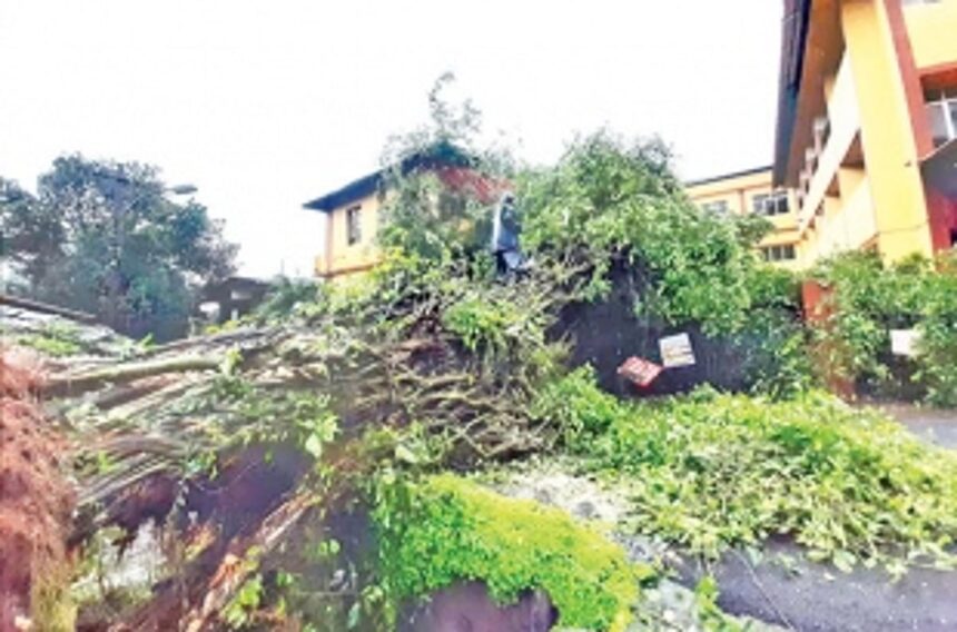 Tree falls on educational complex in Curchorem