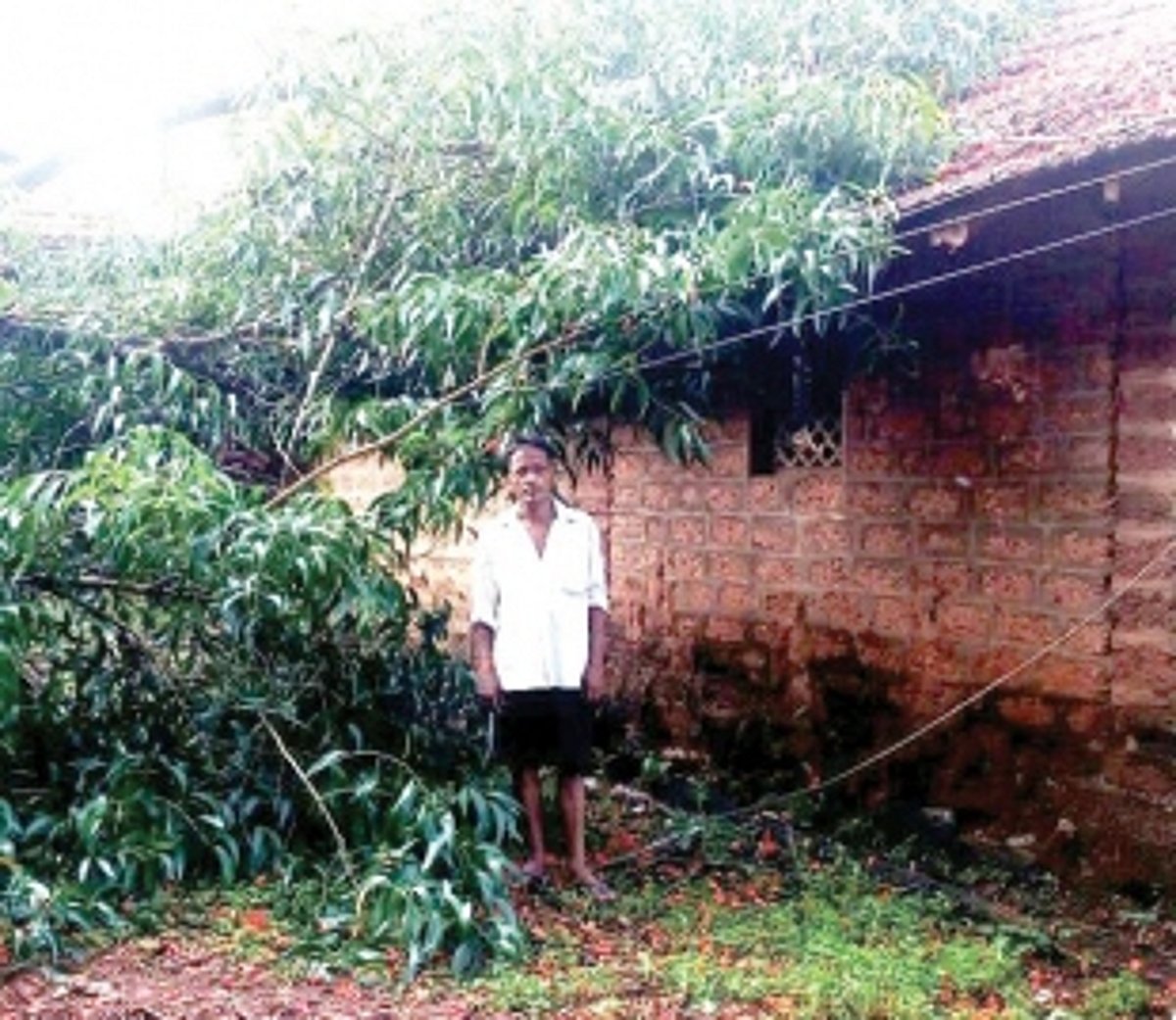 Tree falls on flour  mill; Loss pegged  at Rs 2 lakh