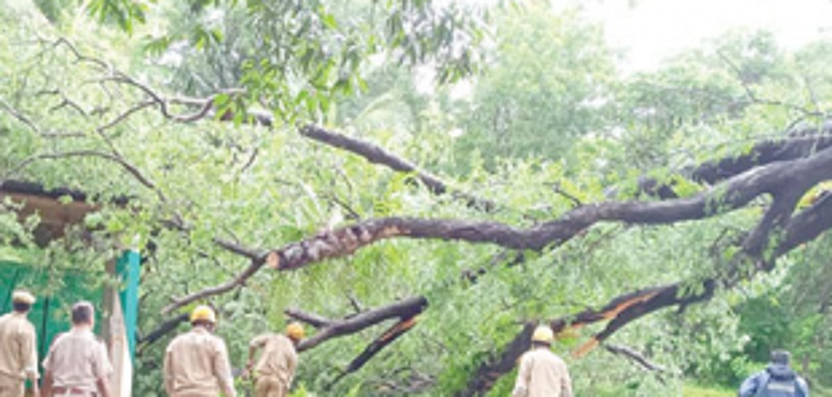 Tree falls on house at Vasco
