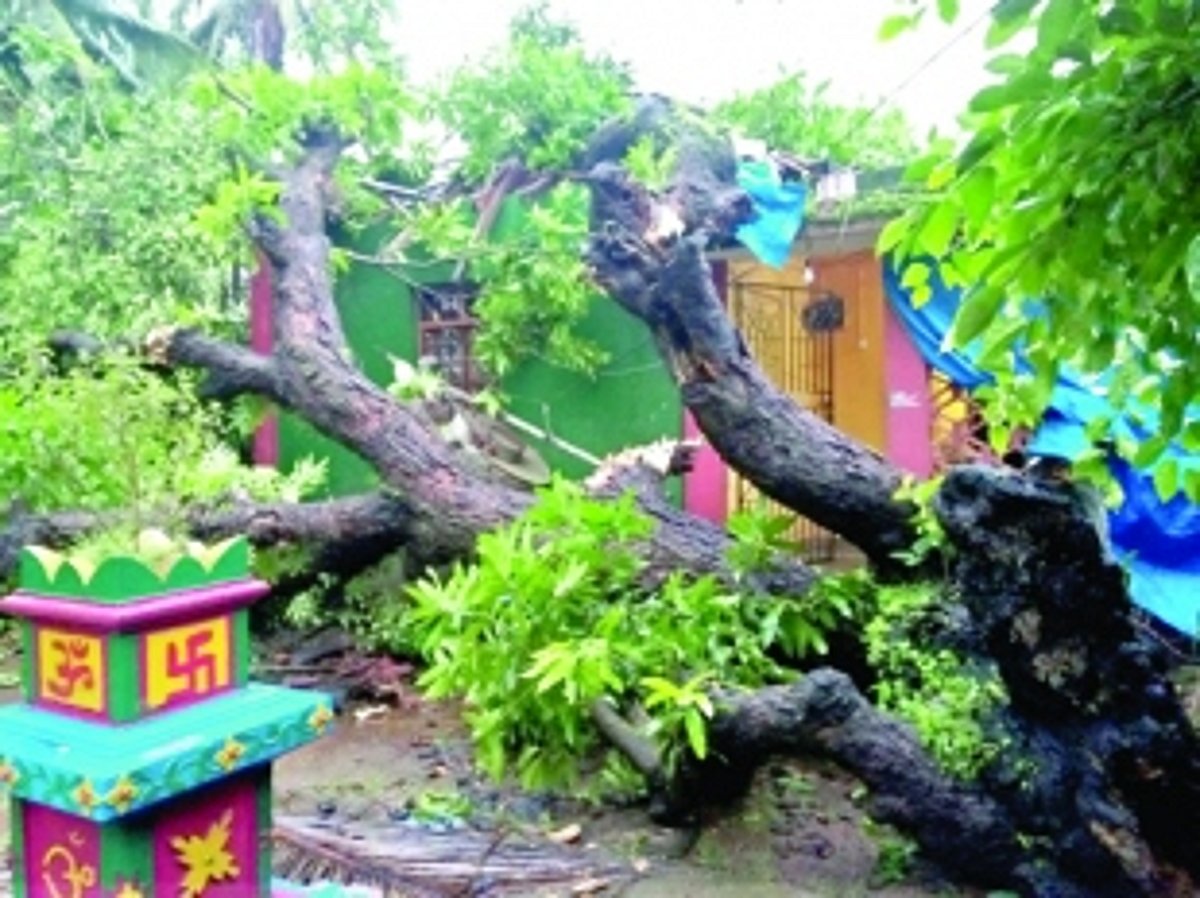 Tree falls on house, inmates escape with minor injuries