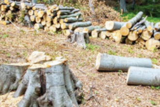 Tree felling leading to  deforestation: Curti locals