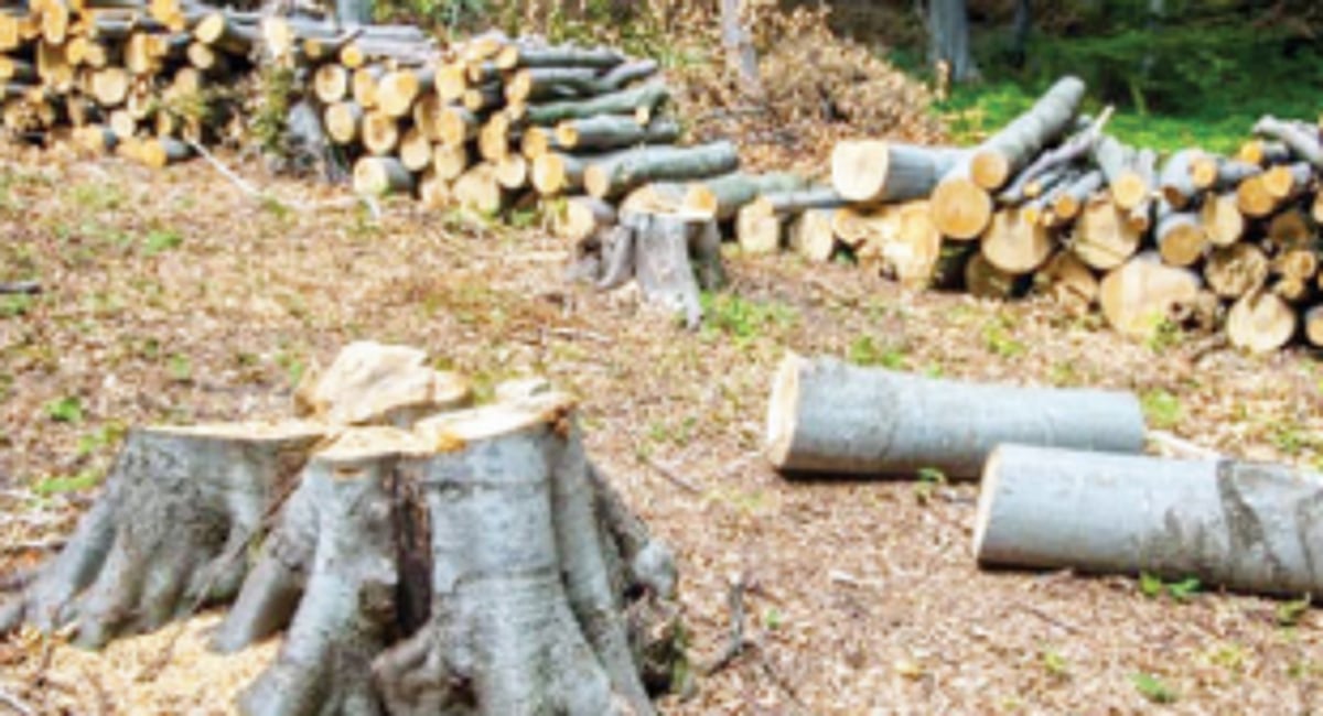 Tree felling leading to  deforestation: Curti locals