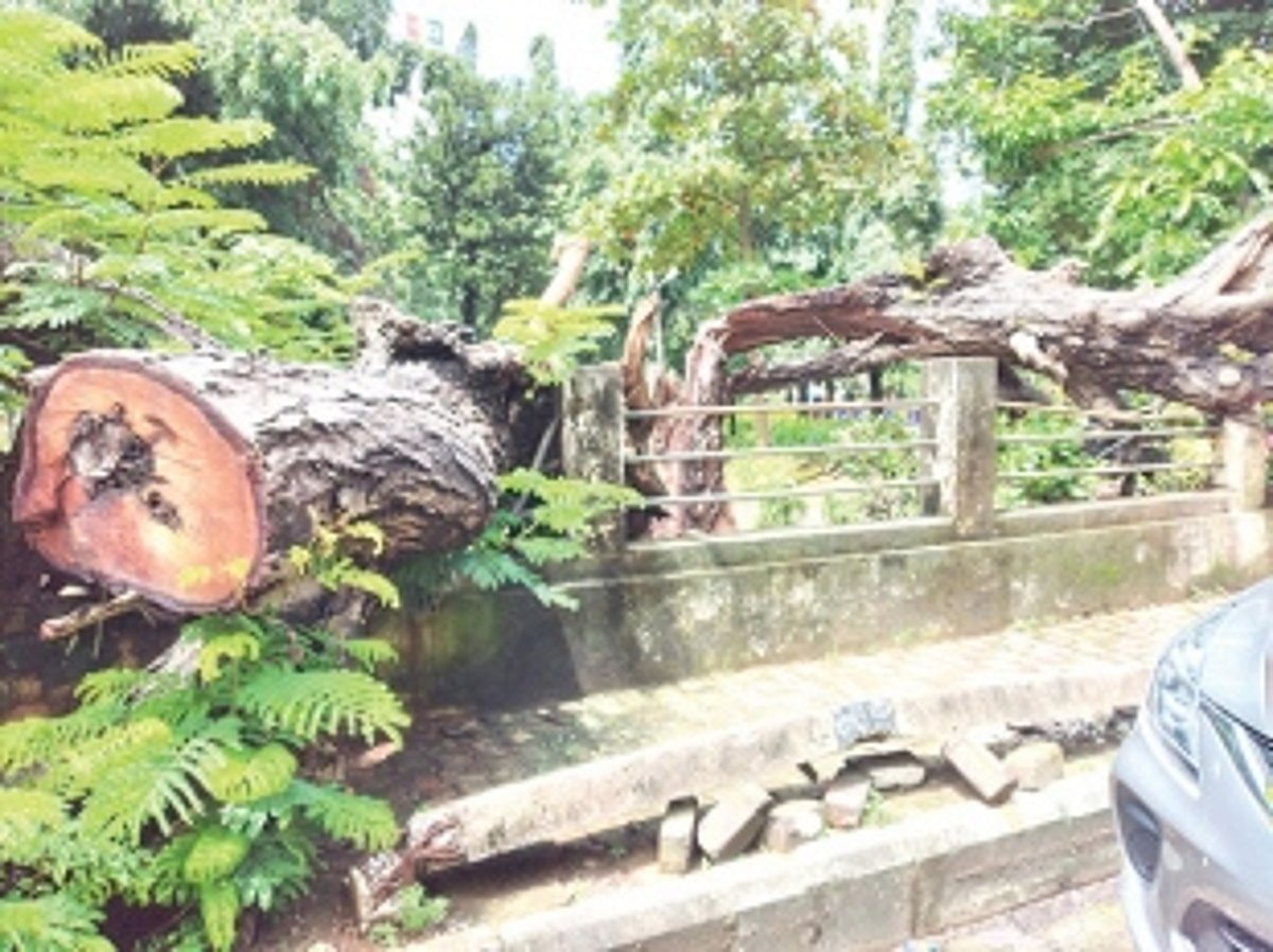 Tree logs present a sore-sight at Vasco garden