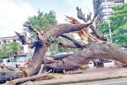 Tree logs still lying on pavement in Vasco