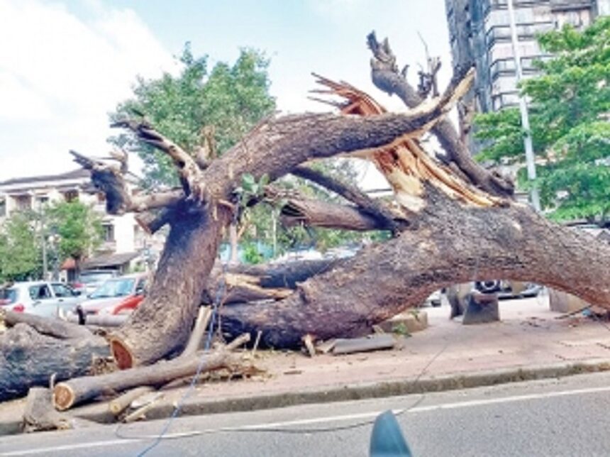 Tree logs still lying on pavement in Vasco