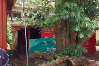 Tree on the Brink Near Polem RTO Sparks Safety Fears in South Goa
