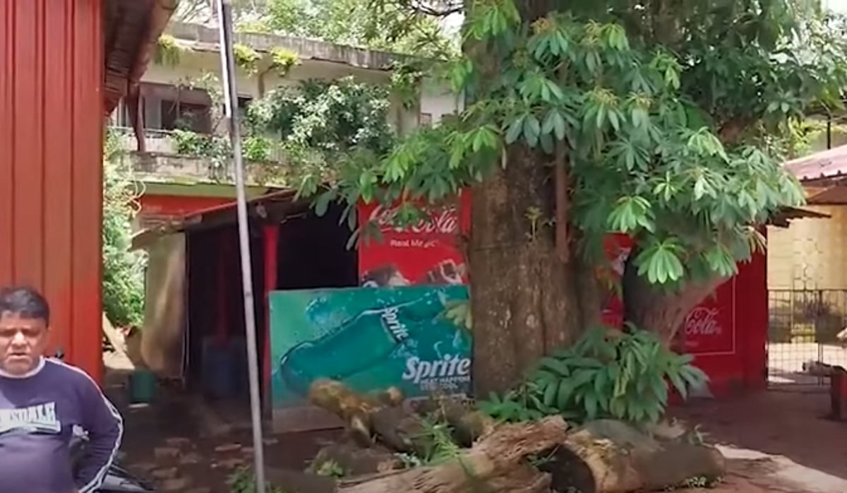 Tree on the Brink Near Polem RTO Sparks Safety Fears in South Goa