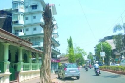 Tree-stumps pose danger to citizens in Vasco