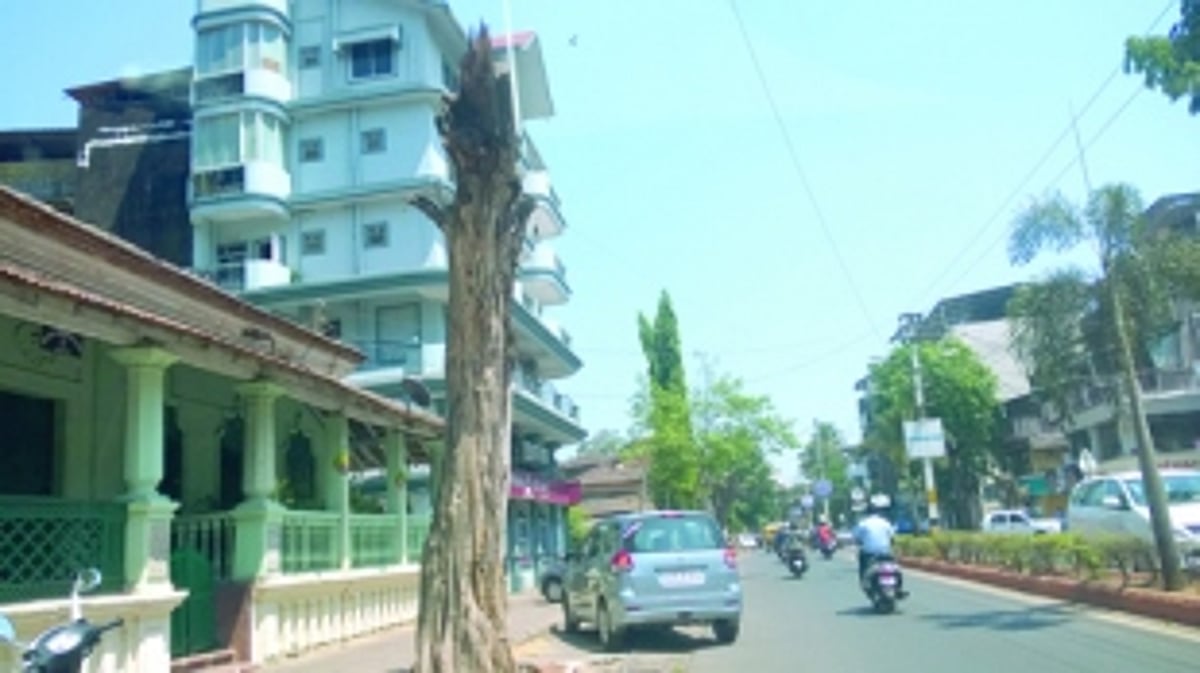 Tree-stumps pose danger to citizens in Vasco