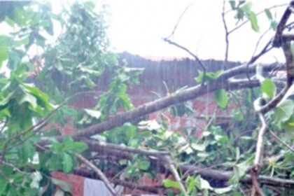 Tree uprooting incidents cause  traffic blockades in Bicholim