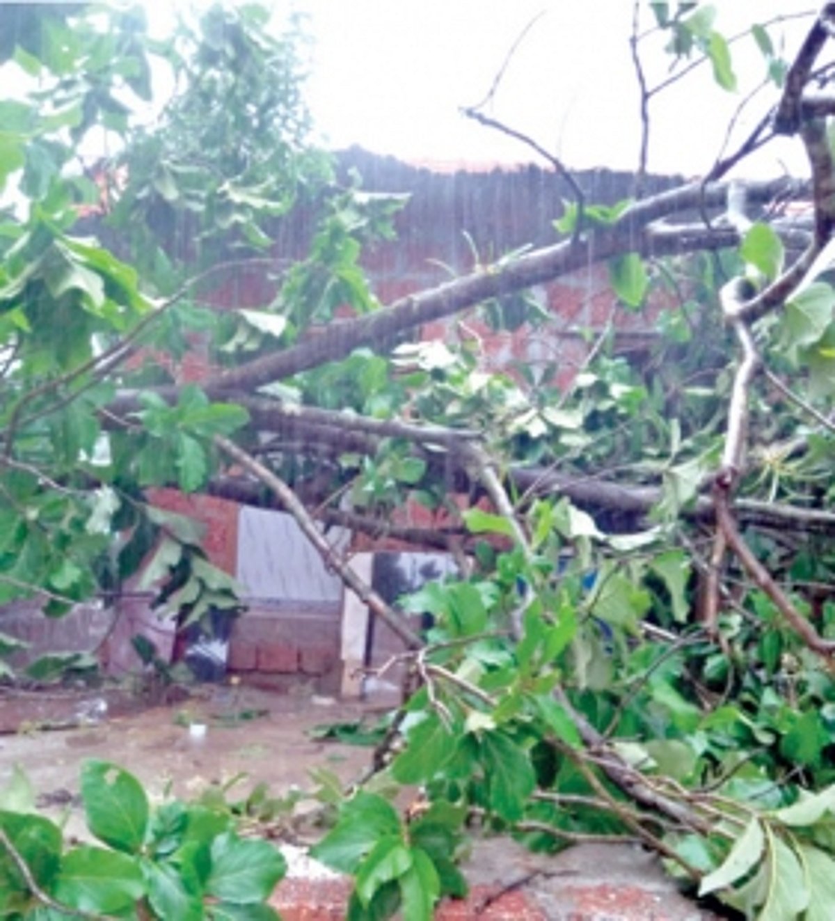 Tree uprooting incidents cause  traffic blockades in Bicholim