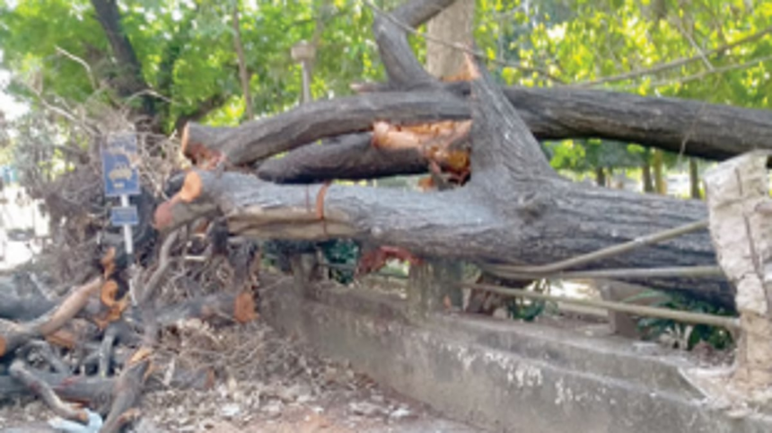 Tree uproots in Vasco, six vehicles damaged 1 Tree uproots in Vasco, six vehicles damaged