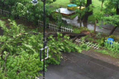 Tree uproots in city, traffic diverted