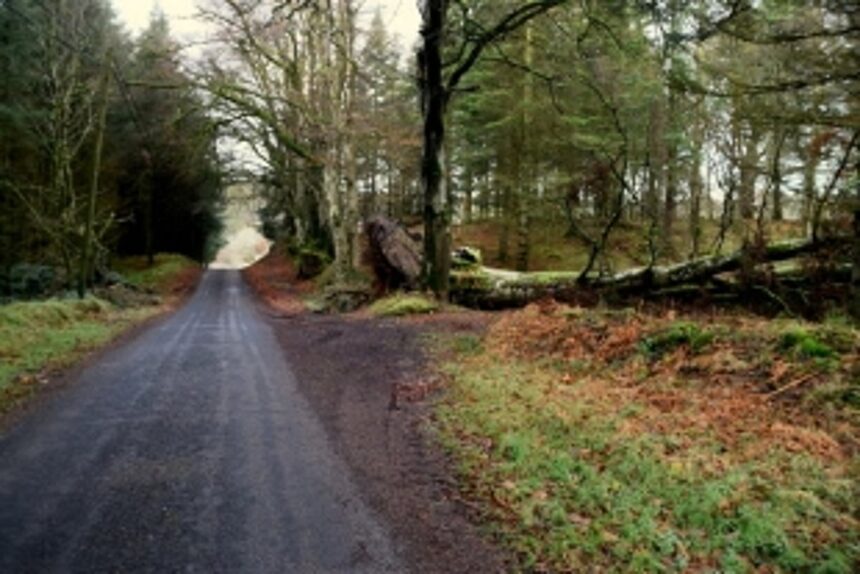 Tree ‘crashes’ keep curchorem firemen busy 1 Tree ‘crashes’ keep curchorem firemen busy