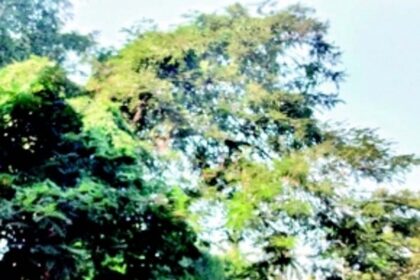 Trees along Vasco-Sada road need to be trimmed