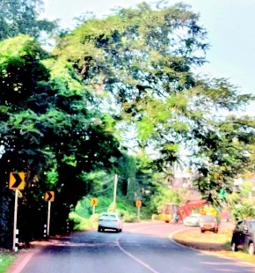 Trees along Vasco-Sada road need to be trimmed 1 Trees along Vasco-Sada road need to be trimmed