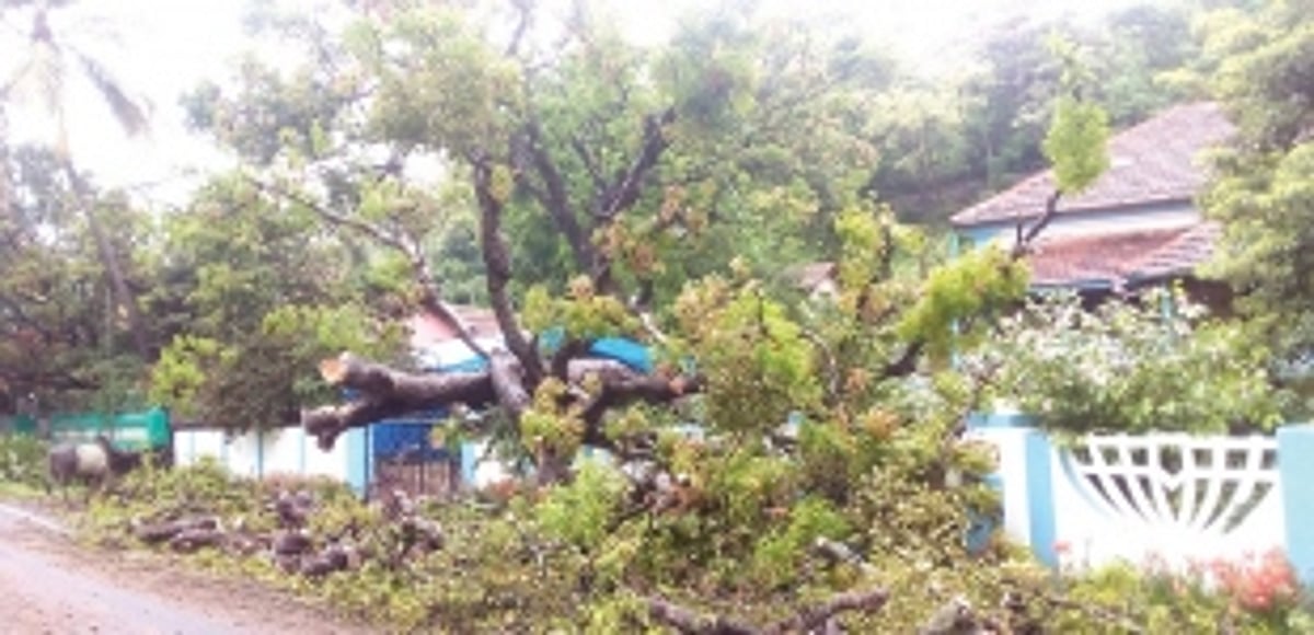 Trees crash at  Arpora, Pilerne