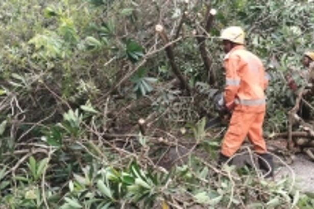 Trees fall across main roads, block access to Cotigao village