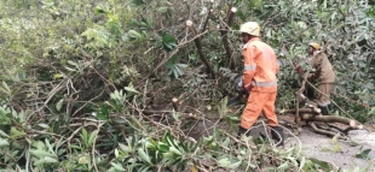 Trees fall across main roads, block access to Cotigao village