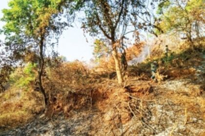 Trees felled at Alto-Dabolim