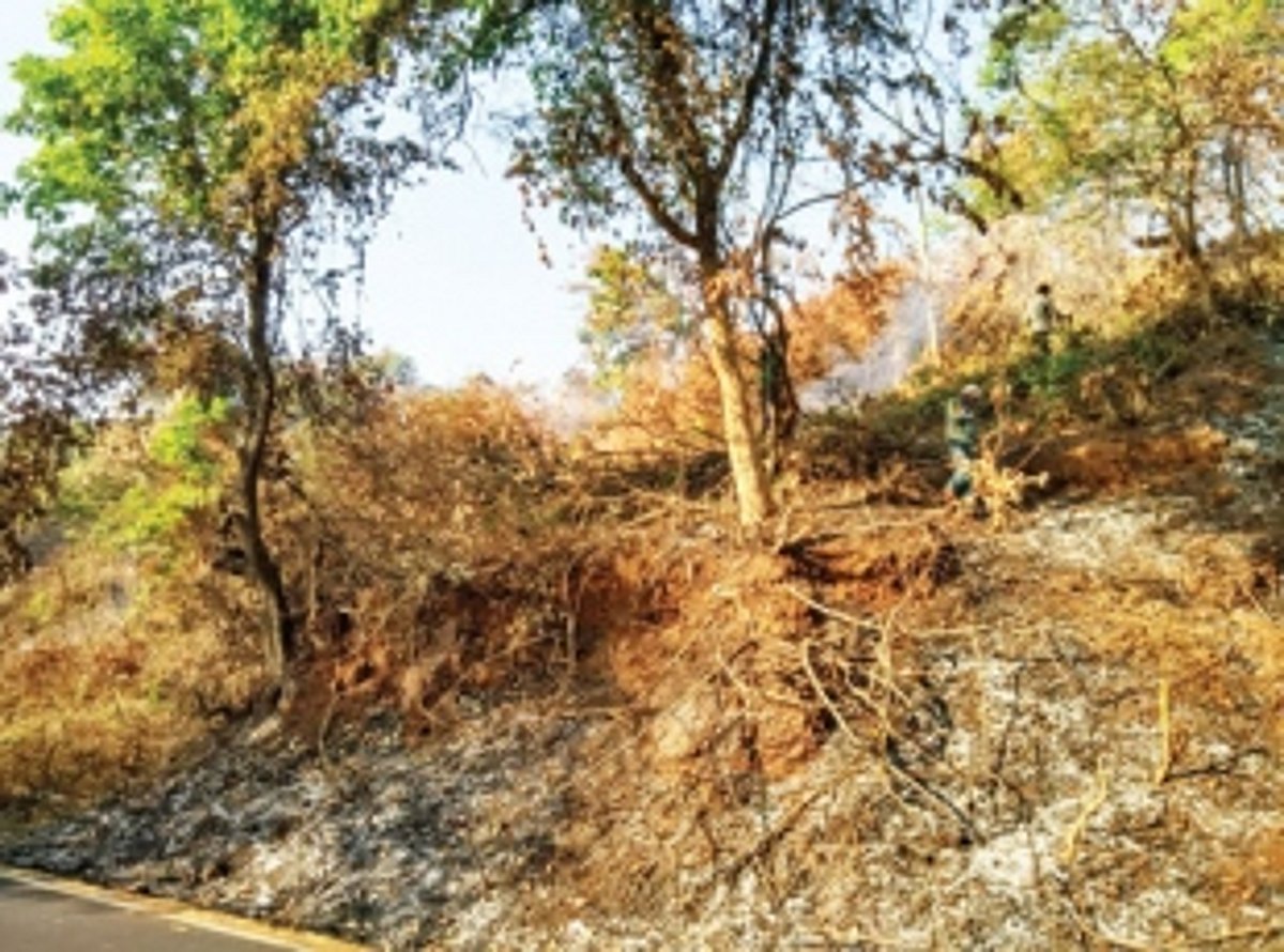 Trees felled at Alto-Dabolim