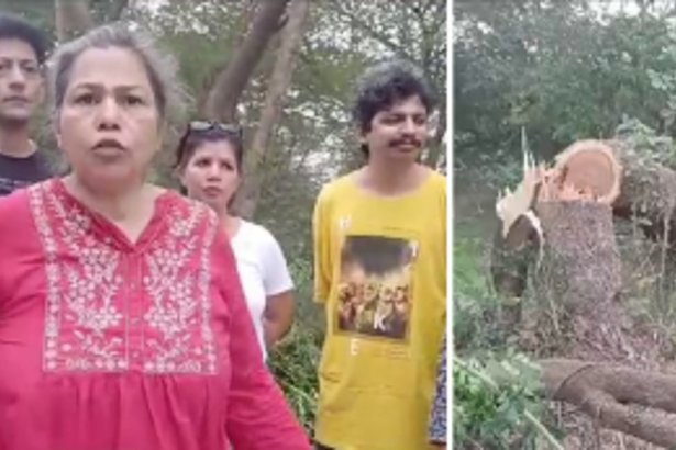 Trees felled in the name of trimming along Margao to Colva road; activists demand suspension of officer