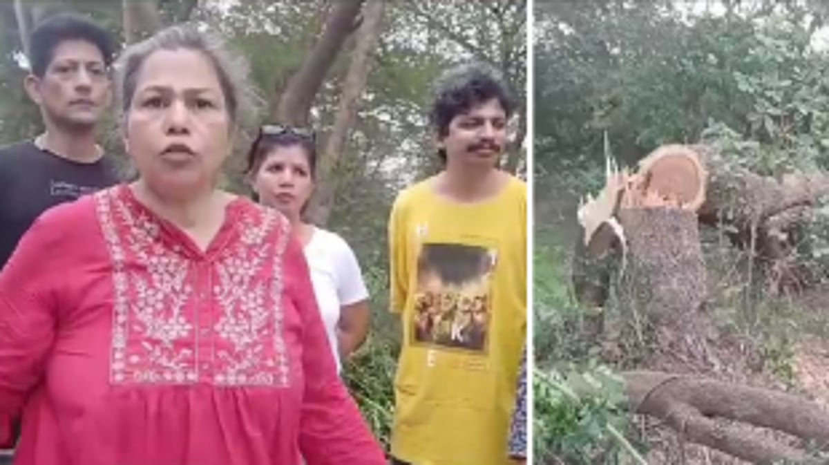 Trees felled in the name of trimming along Margao to Colva road; activists demand suspension of officer