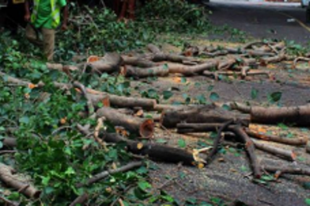 Trees on Colva-Margao Road!