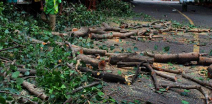 Trees on Colva-Margao Road!
